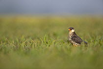 Amur falcon (Falco amurensis) juvenile, standing on ground in meadow, Lonavala, Maharashtra, India.
