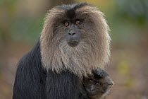 Lion-tailed macaque (Macaca silenus) female with infant, sitting alert due to a rival male's entry into the troop territory, Valparai, Tamil Nadu, India.