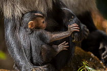 Lion-tailed macaque (Macaca silenus) infant, sitting in its mother's lap, Valparai, Tamil Nadu, India.