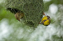 Baya weavers (Ploceus philippinus) pair, nest building, Uran, Maharashtra, India.