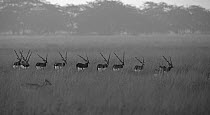 Indian blackbuck (Antilope cervicapra) herd walking through grassland, Velavadar, Gujarat, India.
