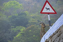 Nilgiri tahr (Nilgiritragus hylocrius) standing next to road signage meant to warn vehicles about the possible road crossings of tahrs in the area, Valparai, Tamil Nadu, India.