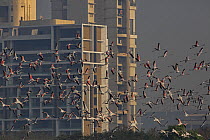 Greater flamingo (Phoenicopterus roseus) flock flying across residential buildings at sunset, Navi Mumbai, Maharashtra, India. The birds frequent the city's wetlands and now Navi Mumbai is known...