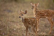 Indian spotted deer (Axis axis) fawn standing alert, with adult in background, Tadoba Andhari Tiger Reserve, Maharashtra, India.