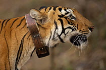 Bengal tiger (Panthera tigris tigris) female, wearing radio collar, sniffing the morning air, Tadoba National Park, Maharashtra, India.