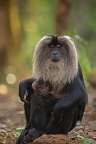 Lion-tailed macaque (Macaca silenus) female, sitting on the ground suckling her infant, Valparai, Tamil Nadu, India.