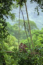 Bonnet macaques (Macaca radiata) pair with two infants, sitting together in tree canopy, Karnala Bird Sanctuary, Maharashtra, India.