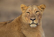 Asiatic lion (Panthera Leo persica) female, portrait, Gir National Park, Gujarat, India.