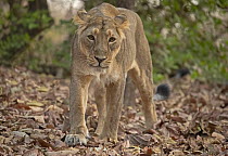 Asiatic lion (Panthera leo persica) female, portrait, Gir National Park, Gujarat, India.