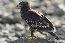 Greater spotted eagle (Aquila clanga) perched on rock, Dhofar, Oman.