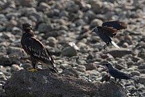 Two House crows (Corvus splendens) mobbing Greater spotted eagle (Aquila clanga), Dhofar, Oman.