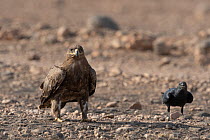 Imperial eagle (Aquila heliaca) standing on desert ground with House crow (Corvus splendens) close by, Dhofar, Oman.