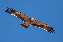 Imperial eagle (Aquila heliaca) in flight against blue sky, Dhofar, Oman.