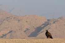 Steppe eagle (Aquila nipalensis) standing on ground in desert with mountains in background, Salalah. Dhofar, Oman.