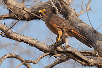 Grasshopper buzzard-eagle (Butastur rufipennis) perched in tree, W National and Regional Park, Sahel, Niger, Africa.