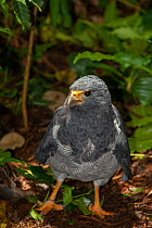 Barred hawk (Leucopternis princeps) standing on ground, Zoo Ave, La Garrita, Costa Rica. Captive.