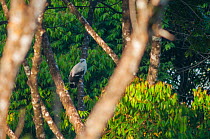 White hawk (Leucopternis albicollis) perched in tree, Costa Rica.