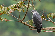 Grey-backed hawk (Leucopternis occidentalis) perched on branch,  Buenaventura Reserve Jocotoco, Machala, Ecuador. Endangered.