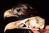 Comparison between New Zealand Haast giant eagle skull (extinct) and head of Wedge-tailed eagle, museum specimen.