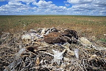 Two Upland buzzard (Buteo hemilasius) juveniles on nest on the ground, Mongolia.