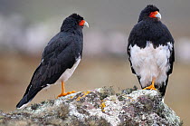 Two Mountain caracaras (Phalcoboenus megalopterus) perched on rock, La Paz region, Bolivia.