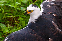 Black and white hawk eagle (Spizastur melanoleucus) standing on ground spreading wings, close up, Jacobo Lacs breeding facility, Colon region, Panama. Captive.