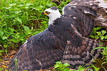Black and white hawk eagle (Spizastur melanoleucus) standing on ground spreading wings, close up, Jacobo Lacs breeding facility, Colon region, Panama. Captive.