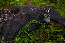 Black hawk eagle (Spizaetus tyrannus) on ground, mantling, Jacobo Lacs breeding facility, Colon region, Panama. Captive.