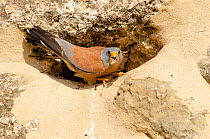 Lesser kestrel (Falco naumanni) perched at entrance to nest hole in stone wall with insect prey in beak, M'Hamdia Aqueduct, Zaghouan, Tunisia.