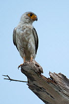 White-rumped falcon (Polihierax insignis) perched on dead branch, Siem Reap region, Cambodia.
