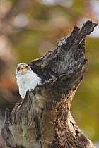 White-rumped falcon (Polihierax insignis) peering out from tree hollow on dead branch, Preah Vihear, Cambodia.