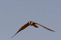 Australian hobby (Falco longipennis) in flight, Alice Springs, Northern Territory, Australia.