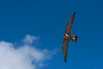 Mediterranean peregrine falcon (Falco peregrinus brookei) female, in flight, Cape Bon, Tunisia. Captive.