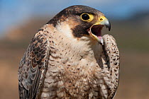 Barbarian falcon (Falco pelegrinoides) juvenile male, calling, portrait, Cape Bon, Tunisia. Captive.