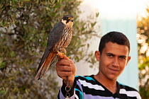 European hobby (Falco subbuteo) perched on hand of falconer, Cap Bon, Tunisia. Captive.