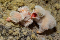 Two Common kestrel (Falco tinnunculus) newborn chicks, one lying down with eyes still close and the other with mouth open, begging, Occitanie, France.