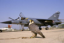 Peregrine falcon (Falco peregrinus) standing on runway in front of stationary Mirage interception jet, France. Peregrine is used to chase birds away from the runways to avoid collisions with aircraft...