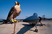 Peregrine falcon (Falco peregrinus) perched on the nose of stationary Mirage interception jet on on runway, France. Peregrine is used to chase birds away from the runways to avoid collisions with airc...