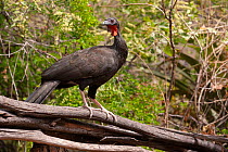 White-winged guan (Penelope albipennis) perched on dead branch in forest undergrowth, Chaparri reserve, Lambayeque, Peru. Critically endangered.