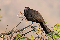 White-winged guan (Penelope albipennis) perched in treetop, Chaparri reserve, Lambayeque, Peru. Critically endangered.
