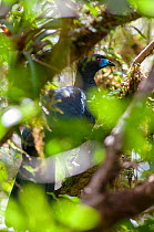 Black guan (Chamaepetes unicolor) perched in tree, Bosque Nuboso, Monteverde cloud forest, Costa Rica.