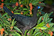 Black guan (Chamaepetes unicolor) perched in tree foraging on berries, Bosque Nuboso, Monteverde cloud forest, Costa Rica.