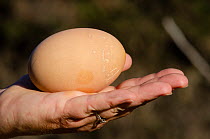 Malleefowl (Leipoa ocellata) egg in palm of hand, Mallee Fowl Center, Ongerup,Western Australia. Captive.