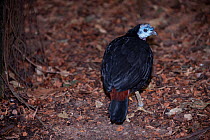 Wattled brush turkey (Aepypodius arfakianus) portrait, New Guinea. Captive.