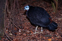 Wattled brush turkey (Aepypodius arfakianus) portrait, New Guinea. Captive.