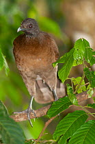Grey-headed chachalaca (Ortalis cinereiceps) perched on branch, Rancho Naturalista, Turrialba, Costa Rica.