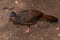 Cauca guan (Penelope perspicax) walking over bare ground, Valle del Cauca, Colombia. Endangered. Captive.