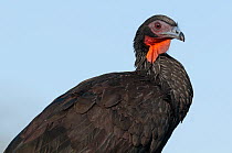 White-winged guan (Penelope albipennis) portrait,  Chaparri Ecological Reserve, Lambayeque, Peru. Critically endangered.