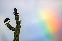 Harris's hawks (Parabuteo unicinctus) pair, nesting at top of Saguaro cactus (Carnegiea gigantea) with rainbow in stormy sky above, Sonoran Desert, BLM land near Oracle, Arizona , USA. July.