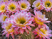 Ornamental trichocereus cactus (Trichocereus pachanoi) in full bloom after desert monsoon rain, Tucson, Arizona, USA. June.